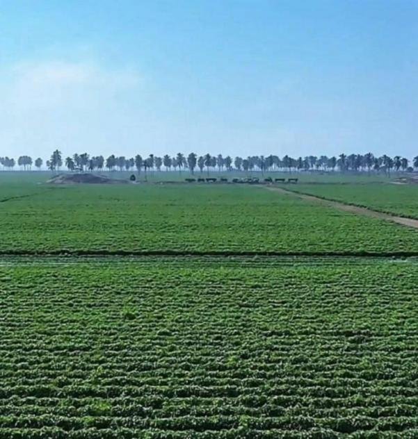 تُلقب بسلة فواكه العالم.. تعرفي على أكبر مزرعة فواكه في العالم..!