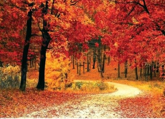 فلكية جدة: اليوم آخر أيام الصيف فلكيًا والخريف يبدأ غدًا رسميًا