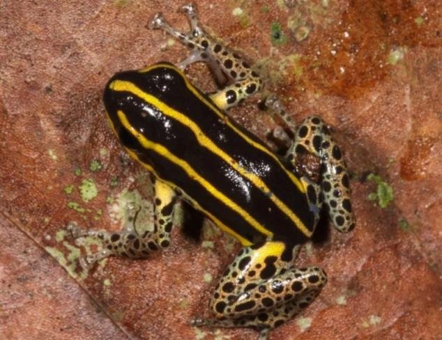 لتخفيف آلام ظهرها..مُسنة صينية تبتلع 8 ضفادع حية