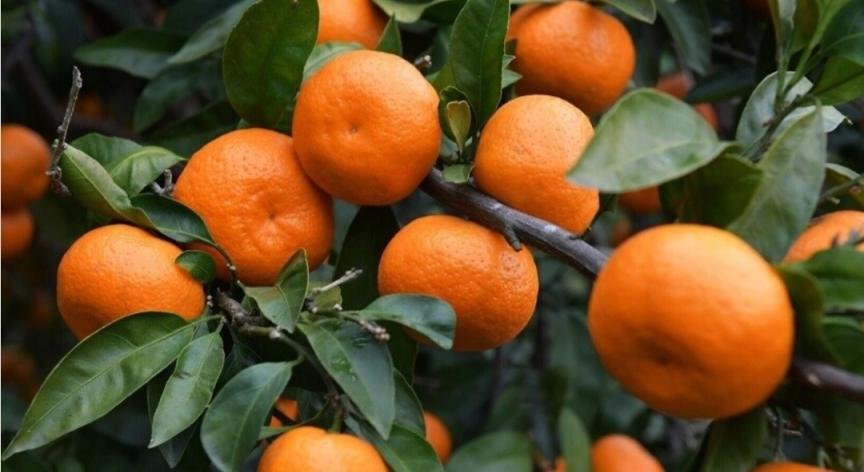 فاكهة اليوسفي.. "الفوائد والمخاطر"