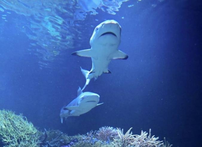 سمكة قرش تقتل امرأة وتصيب رجلاً بجروح خطيرة في أستراليا