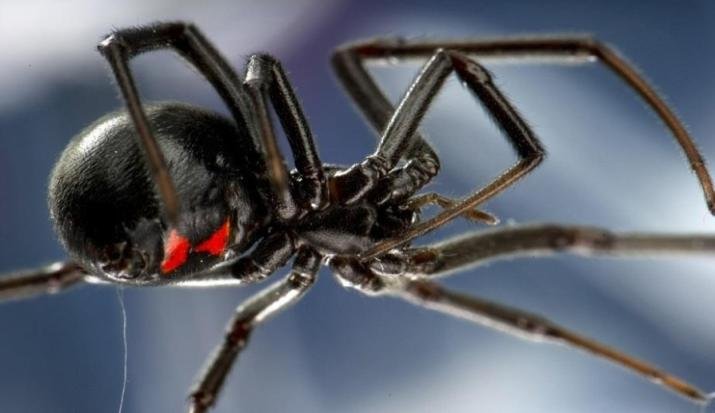 الهند.. امرأة تحقن نفسها بسم "الأرملة السوداء"