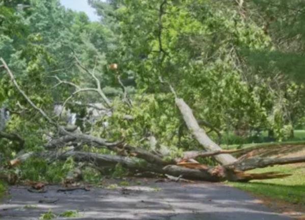 خلال رحلة إستكشافية.. مصرع امرأتين إثر سقوط شجرة عليهما