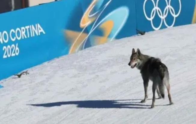 كلب يطارد متسابقات في منافسات الأولمبياد الشتوية