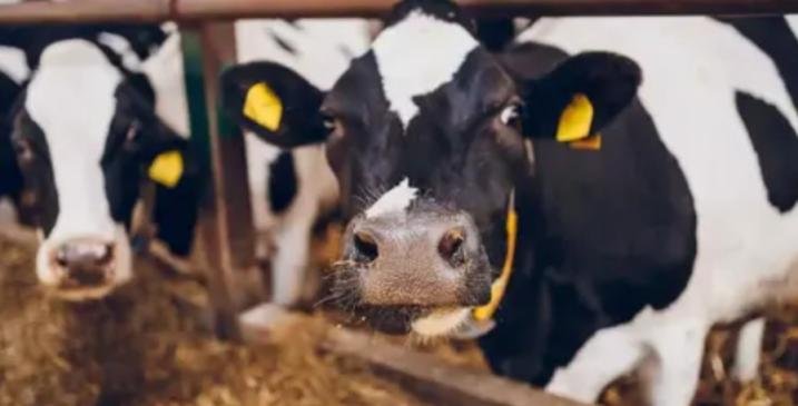 أغلى من الذهب.. لماذا يتهافت العالم على حصوات مرارة الأبقار؟