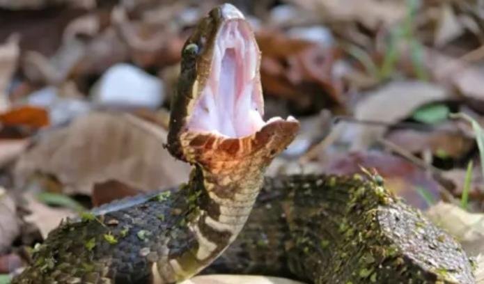 أفعى "قطنية الفم" تحوّل شهر عسل إلى رحلة صراع مع الموت