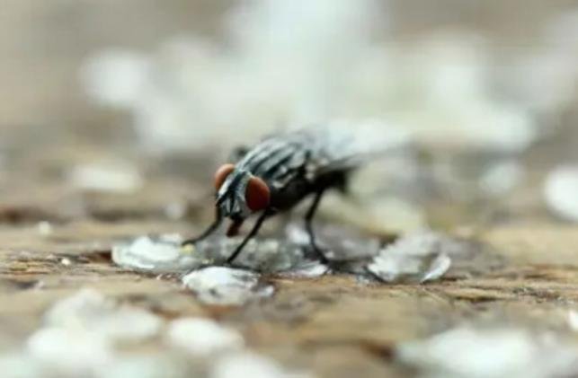 مشهد بسيط يتكرر يومياً.. "ذبابة تقف على طعامك" هل يستدعي القلق؟