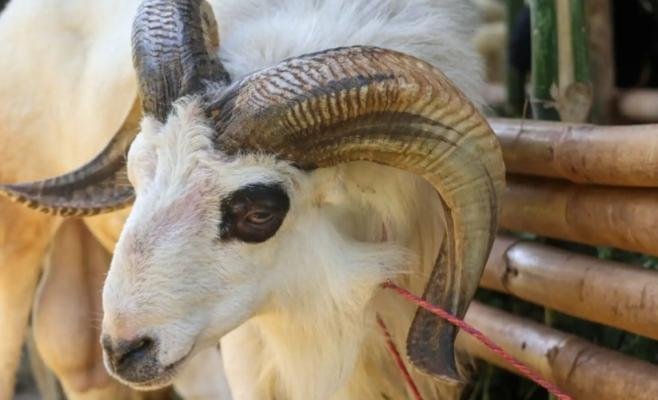 أخطاء شائعة.. أفضل وقت لذبح الأضحية