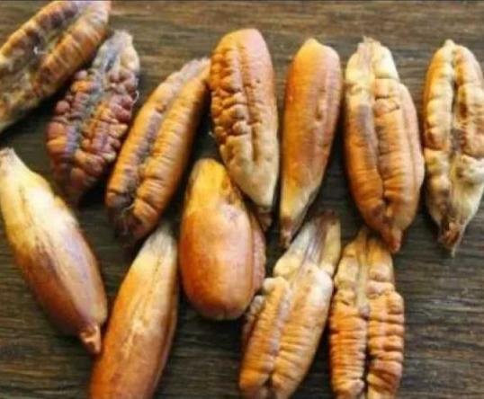 بلمسة علمية.. نواة التمر تُسرّع طهي اللحوم في عيد الأضحى
