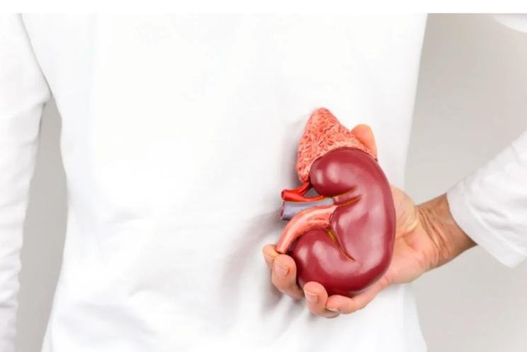 "أمراض الڪلى" أطعمة ومشروبات العلاج