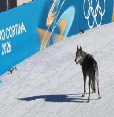 كلب يطارد متسابقات في منافسات الأولمبياد الشتوية