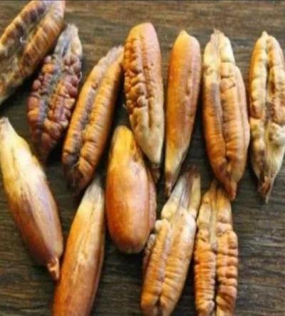 بلمسة علمية.. نواة التمر تُسرّع طهي اللحوم في عيد الأضحى